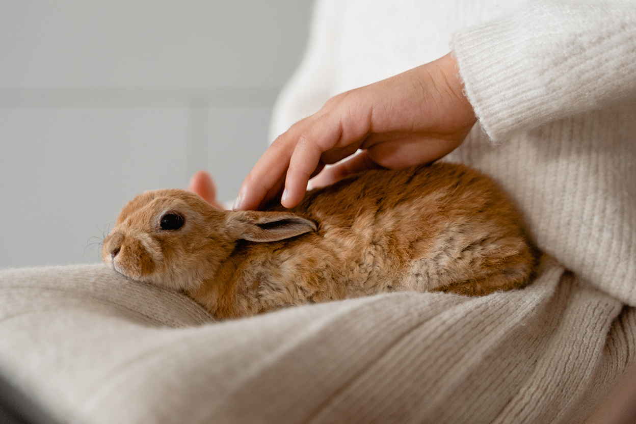 Chile Bans Animal Testing